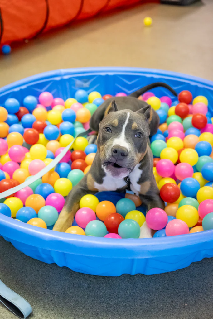 K9 Principles Dog Training - Image 3