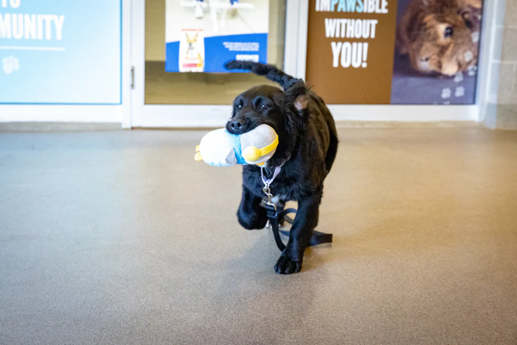 K9 Principles Dog Training - Image 4